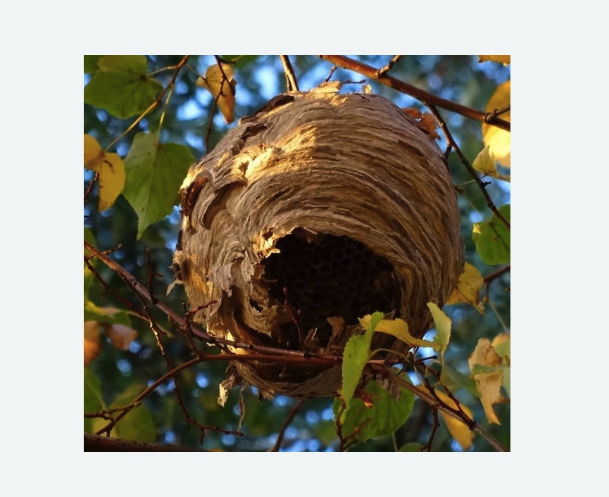 Обработка от шершней в Большом Камне