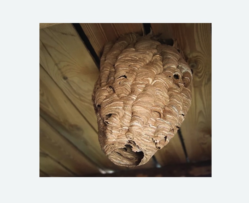 обработка от шершней в Большом Камне