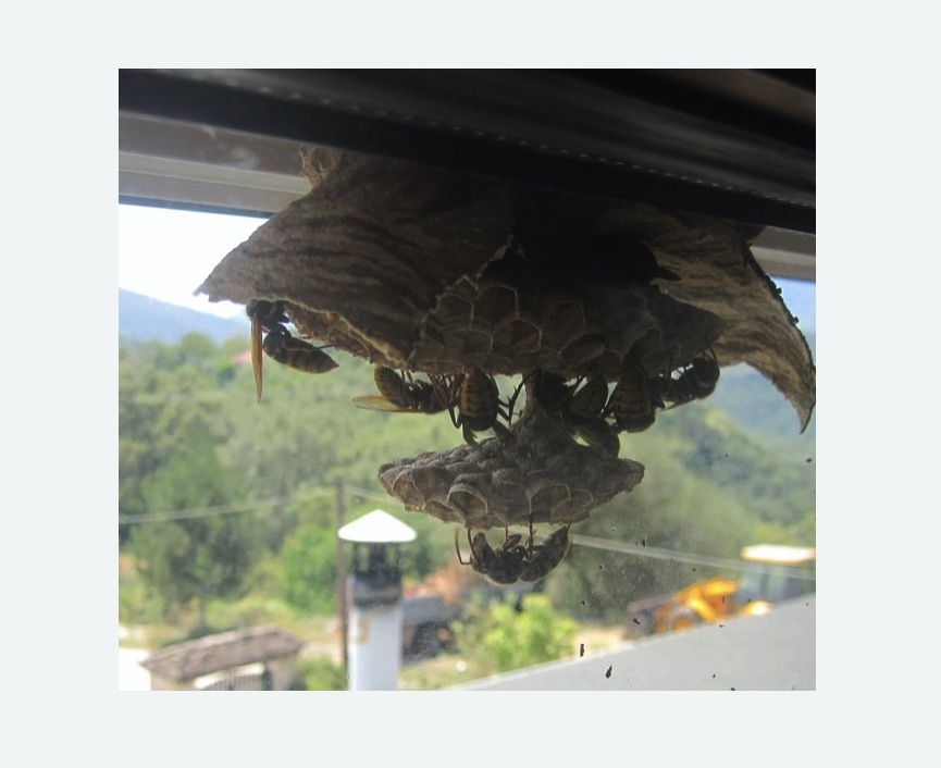 Уничтожение гнёзд шершней в Большом Камне