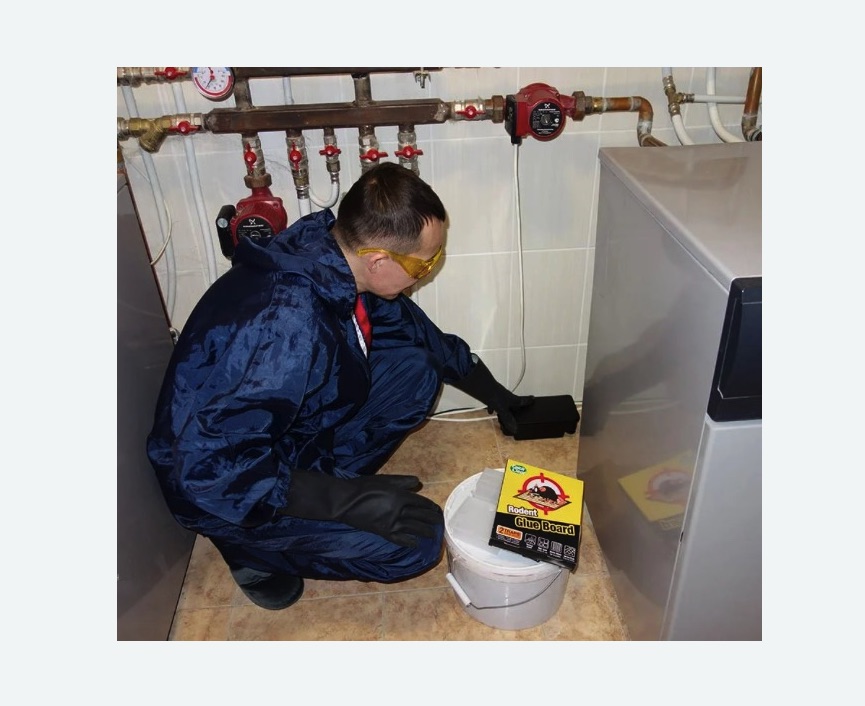 Уничтожение крыс Уничтожение крыс в Большом Камне