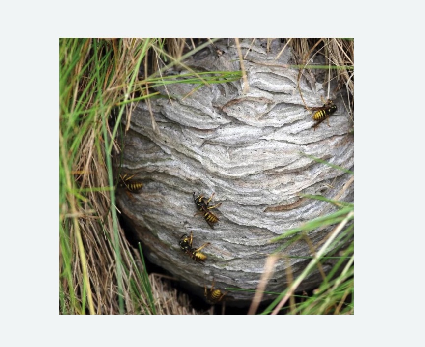 Уничтожение ос и ульев в Большом Камне